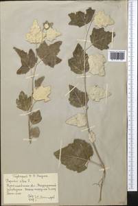 Populus alba L., Middle Asia, Northern & Central Kazakhstan (M10) (Kazakhstan)
