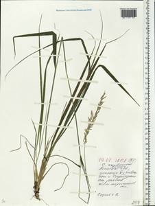 Calamagrostis arundinacea (L.) Roth, Eastern Europe, Belarus (E3a) (Belarus)