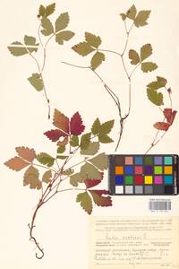 Rubus arcticus L., Eastern Europe, Northern region (E1) (Russia)