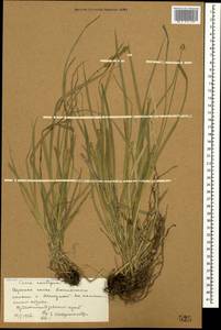 Carex spicata subsp. spicata, Caucasus, Stavropol Krai, Karachay-Cherkessia & Kabardino-Balkaria (K1b) (Russia)