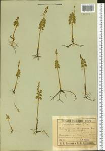 Botrychium lunaria (L.) Sw., Siberia, Western Siberia (S1) (Russia)