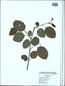 Alnus incana (L.) Moench, Eastern Europe, Central region (E4) (Russia)