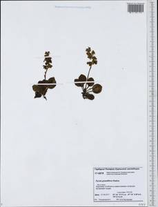 Pyrola grandiflora Radius, Siberia, Western Siberia (S1) (Russia)