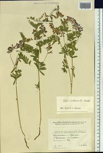 Vicia multicaulis Ledeb., Siberia, Russian Far East (S6) (Russia)