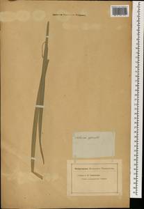 Saccharum officinarum L., South Asia, South Asia (Asia outside ex-Soviet states and Mongolia) (ASIA) (Not classified)
