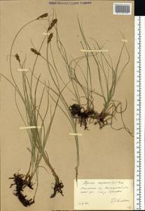 Blysmus compressus (L.) Panz. ex Link, Eastern Europe, North-Western region (E2) (Russia)