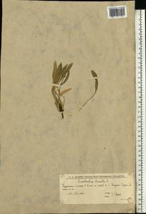 Convolvulus lineatus L., Eastern Europe, Lower Volga region (E9) (Russia)