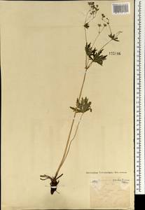 Geranium pseudosibiricum J. Mayer, Mongolia (MONG) (Mongolia)