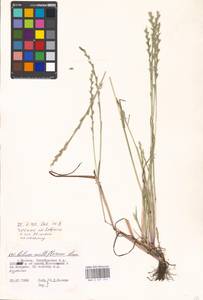 Lolium multiflorum Lam., Eastern Europe, Moscow region (E4a) (Russia)