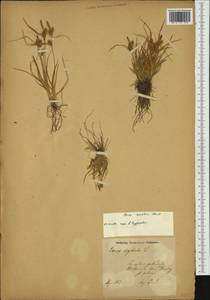 Carex oederi var. oederi, Western Europe (EUR) (Poland)