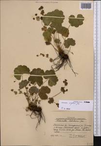 Alchemilla krylovii Juz., Middle Asia, Western Tian Shan & Karatau (M3) (Uzbekistan)