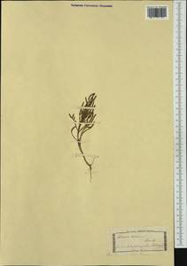 Salicornia europaea L., Western Europe (EUR) (Italy)
