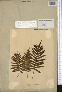 Polypodium cambricum L., Western Europe (EUR) (Italy)