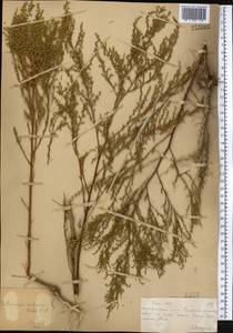 Artemisia scoparia Waldst. & Kit., Middle Asia, Muyunkumy, Balkhash & Betpak-Dala (M9) (Kazakhstan)