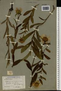 Pentanema hirtum (L.) D. Gut. Larr., Santos-Vicente, Anderb., E. Rico & M. M. Mart. Ort., Eastern Europe, Central region (E4) (Russia)