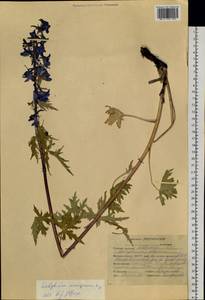 Delphinium inconspicuum Serg., Siberia, Altai & Sayany Mountains (S2) (Russia)