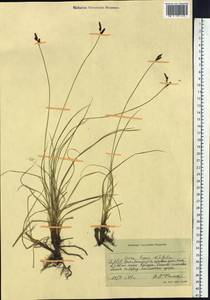 Carex bigelowii subsp. lugens (Holm) T.V.Egorova, Siberia, Yakutia (S5) (Russia)