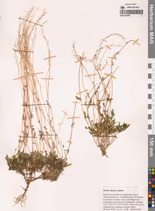 Draba cinerea Adams, Siberia, Chukotka & Kamchatka (S7) (Russia)