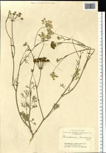 Kitagawia baicalensis (Redowsky ex Willd.) Pimenov, Siberia, Altai & Sayany Mountains (S2) (Russia)