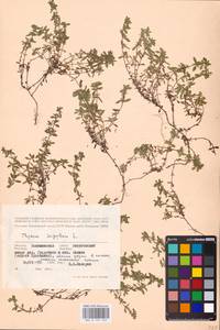 MHA 0 157 549, Thymus serpyllum L., Eastern Europe, North-Western region (E2) (Russia)