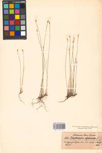 Trichophorum alpinum (L.) Pers., Eastern Europe, North-Western region (E2) (Russia)
