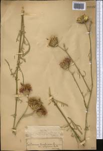 Centaurea adpressa Ledeb., Middle Asia, Muyunkumy, Balkhash & Betpak-Dala (M9) (Kazakhstan)