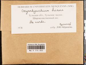 Oxyrrhynchium hians (Hedw.) Loeske, Bryophytes, Bryophytes - Middle Russia (B6) (Russia)