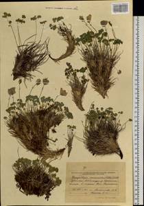 Paraquilegia anemonoides (Willd.) Engl. ex Ulbr., Siberia, Altai & Sayany Mountains (S2) (Russia)