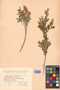 Salix myrtilloides L., Siberia, Russian Far East (S6) (Russia)