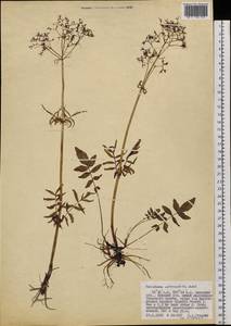 Valeriana officinalis L., Siberia, Russian Far East (S6) (Russia)