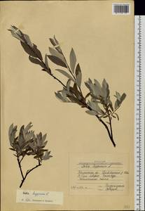 Salix lapponum L., Siberia, Western Siberia (S1) (Russia)