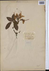 Rhododendron ponticum L., Western Europe (EUR)