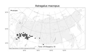 Astragalus macropus Bunge, Atlas of the Russian Flora (FLORUS) (Russia)