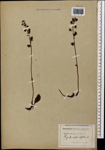 Pyrola rotundifolia L., Caucasus (no precise locality) (K0) (Not classified)