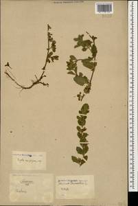 Teucrium chamaedrys L., Caucasus, North Ossetia, Ingushetia & Chechnya (K1c) (Russia)