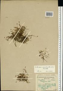 Dichodon cerastoides (L.) Rchb., Eastern Europe, Northern region (E1) (Russia)