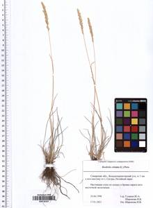 Koeleria pyramidata (Lam.) P.Beauv., Eastern Europe, Middle Volga region (E8) (Russia)