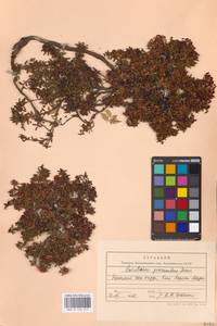 Kalmia procumbens (L.) Gift, Kron & P. F. Stevens, Eastern Europe, Northern region (E1) (Russia)