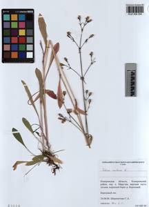 KUZ 004 054, Silene nutans L., Siberia, Altai & Sayany Mountains (S2) (Russia)