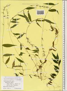 Oplismenus undulatifolius (Ard.) Roem. & Schult., Caucasus, Black Sea Shore (from Novorossiysk to Adler) (K3) (Russia)