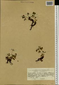 Sibbaldia procumbens L., Eastern Europe, Northern region (E1) (Russia)