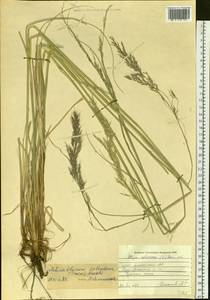 Neotrinia splendens (Trin.) M.Nobis, P.D.Gudkova & A.Nowak, Siberia, Altai & Sayany Mountains (S2) (Russia)