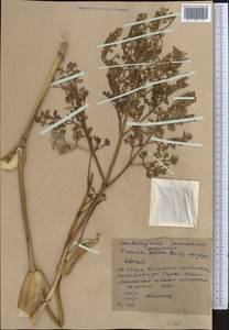 Ferula ferganensis Lipsky ex Korovin, Middle Asia, Western Tian Shan & Karatau (M3) (Kyrgyzstan)