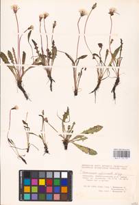 Taraxacum officinale Weber ex F. H. Wigg., Eastern Europe, Eastern region (E10) (Russia)