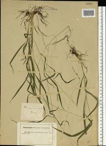 Brachypodium sylvaticum (Huds.) P.Beauv., Eastern Europe, Central forest-and-steppe region (E6) (Russia)