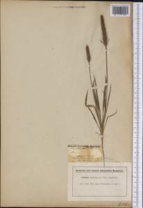 Plantago aristata Michx., America (AMER) (United States)