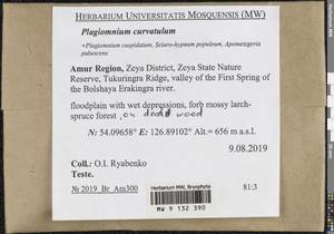 Plagiomnium curvatulum (Lindb.) Schljakov, Bryophytes, Bryophytes - Russian Far East (excl. Chukotka & Kamchatka) (B20) (Russia)