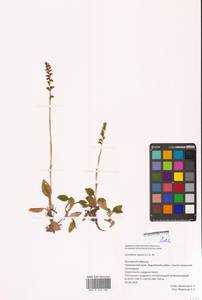 Goodyera repens (L.) R.Br., Siberia, Russian Far East (S6) (Russia)