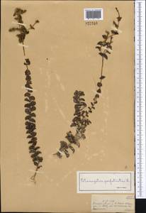 Potamogeton perfoliatus L., Middle Asia, Muyunkumy, Balkhash & Betpak-Dala (M9) (Kazakhstan)