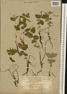 Cornus suecica L., Eastern Europe, Northern region (E1) (Russia)